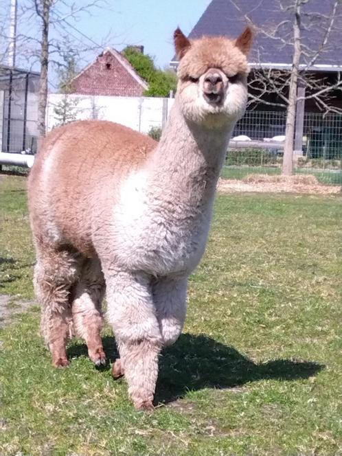 Alpaca merrie, Dieren en Toebehoren, Overige Dieren, Vrouwelijk