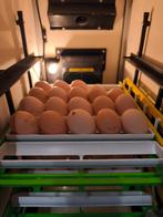 Aangeboden broedservice!, Tuin en Terras, Ophalen, Nieuw, Kweekkast