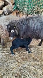 Quessant / lammetjes, Dieren en Toebehoren, Meerdere dieren, Schaap, 0 tot 2 jaar