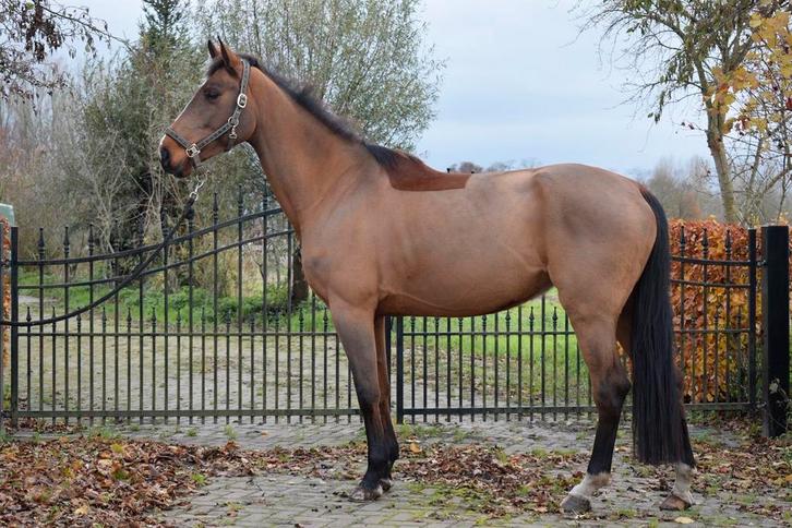 7 jarige spring merrie, Dieren en Toebehoren, Paarden, Merrie, B