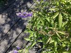 Vitex agnus castus, Volle zon, Vaste plant, Zomer, Ophalen