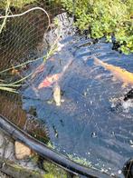 Koi's, Dieren en Toebehoren, Vissen | Vijvervissen, Karper of Koi