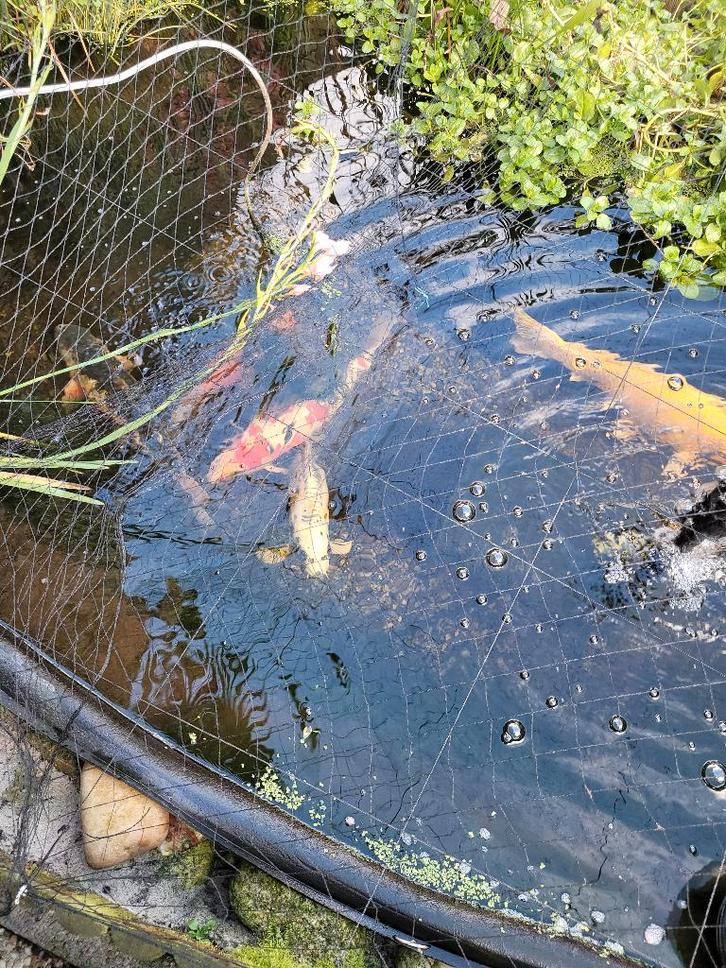 Koi's, Dieren en Toebehoren, Vissen | Vijvervissen, Karper of Koi