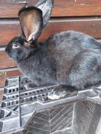 Rammelaar, Dieren en Toebehoren, Konijnen, Mannelijk, Groot, 0 tot 2 jaar