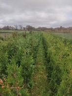 conifeer thuya plicata excelsa brabant atrovirens, Tuin en Terras, Ophalen, Conifeer, Haag, 100 tot 250 cm