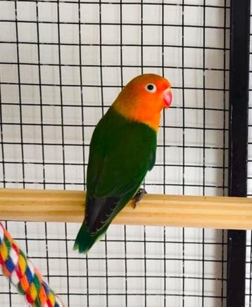 Dwergpapegaai agapornis fischeri beschikbaar voor biedingen