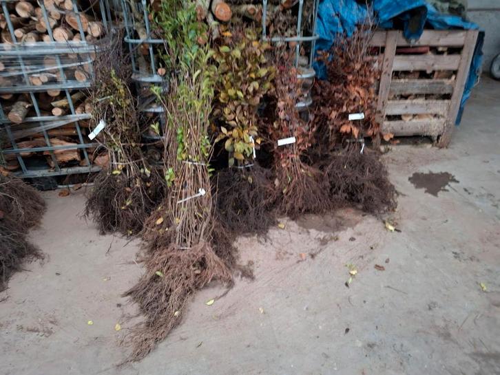 ‼️Alle soorten haagplanten aan de beste prijs ‼️, Tuin en Terras, Planten | Struiken en Hagen, Taxus, Ophalen