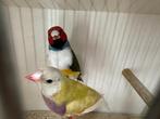 Koppel gouldamadines goulds te koop