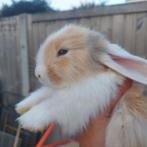 Duitse reus x Franse Hangoor, Dieren en Toebehoren, Konijnen, Mannelijk, Groot, 0 tot 2 jaar