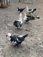 Barberie eenden., Dieren en Toebehoren, Pluimvee, Meerdere dieren, Eend