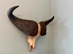 Schedel, kaapse buffel, gewei, afrika, opgezette, taxidermie, Ophalen