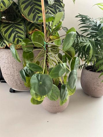 Pannenkoekenplant 35cm hoogte beschikbaar voor biedingen