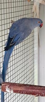 Violet halsband pop 2020, Bagué