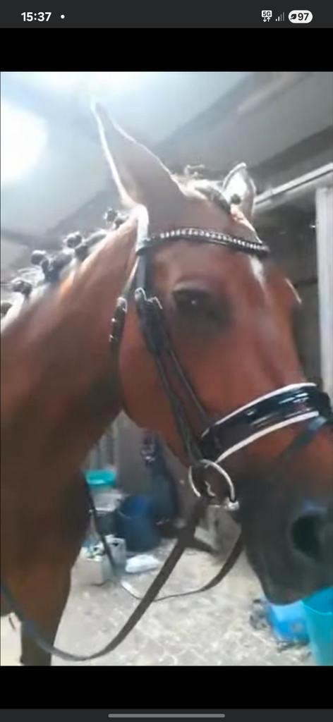 Paard-Ruiter gerief, Dieren en Toebehoren, Paarden en Pony's | Hoofdstellen en Tuigage, Zo goed als nieuw, Ophalen of Verzenden