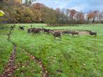 Sika  herten   Cervus  nippon !, Dieren en Toebehoren, Schapen, Geiten en Varkens