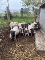 Mini-varkentjes te koop – geboren op 4 juli, Dieren en Toebehoren, Schapen, Geiten en Varkens, Meerdere dieren, Varken, 0 tot 2 jaar
