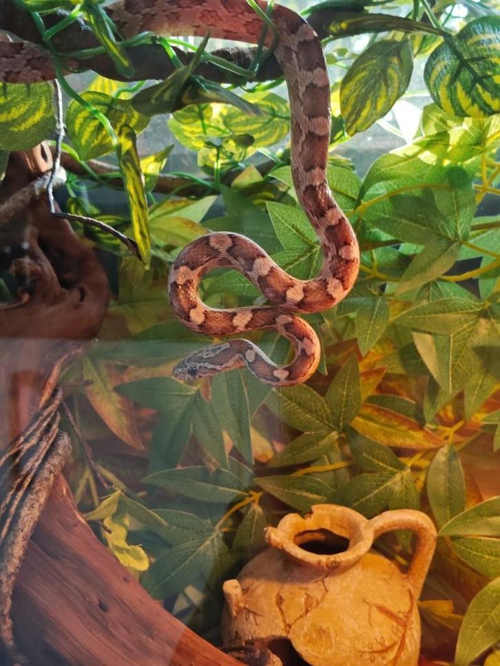 Korenslang vrouwelijk met terrarium, Dieren en Toebehoren, Reptielen en Amfibieën, Slang, 3 tot 6 jaar, Met terrarium, Tam