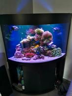 Hoekaquarium met zeewaterrif, Dieren en Toebehoren, Ophalen, Gebruikt, Leeg aquarium