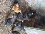 Mechelse koekoek hennen, Dieren en Toebehoren, Pluimvee, Vrouwelijk, Kip