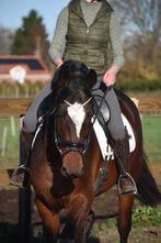 correcte , superbrave 6 jarige Zangersheideruin röntgen 100%, Springpaard, Gechipt, Ruin, L