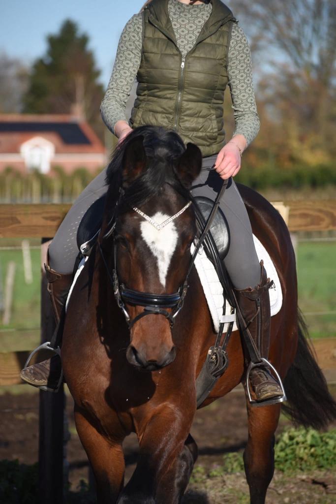 correcte , superbrave 6 jarige Zangersheideruin röntgen 100%, Animaux & Accessoires, Chevaux, Hongre, L, 170 à 175 cm, 3 à 6 ans