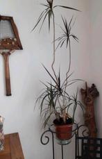 Kamerplant 120cm hoog, Ophalen