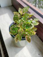 Hypoestes te koop, Huis en Inrichting, Kamerplanten, Ophalen