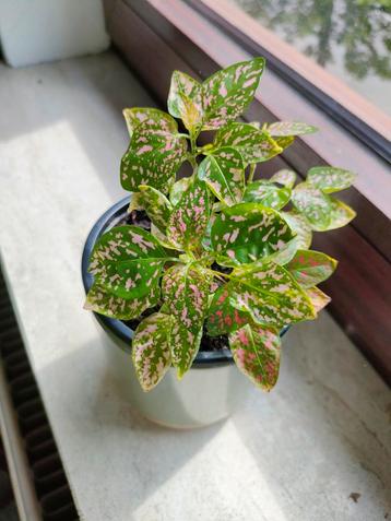 Hypoestes te koop beschikbaar voor biedingen