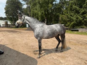 Allrounder merrie met de looks - paard beschikbaar voor biedingen