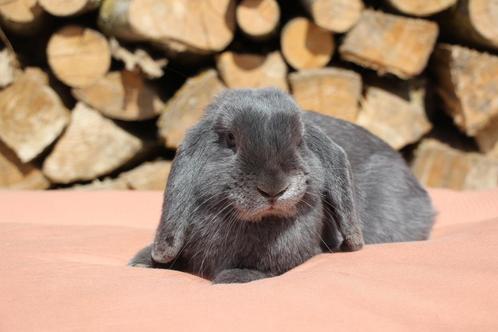 Nhd blauwe rammelaar, Dieren en Toebehoren, Konijnen, Dwerg, Mannelijk, 0 tot 2 jaar, Hangoor