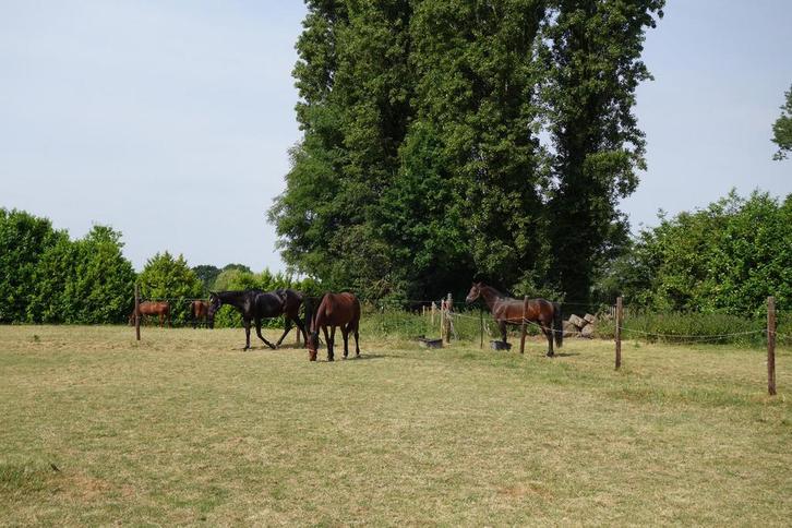 Boxes a louer a 1853 Strombeek, Animaux & Accessoires, Box & Pâturages, Accessoires, 2 ou 3 chevaux ou poneys