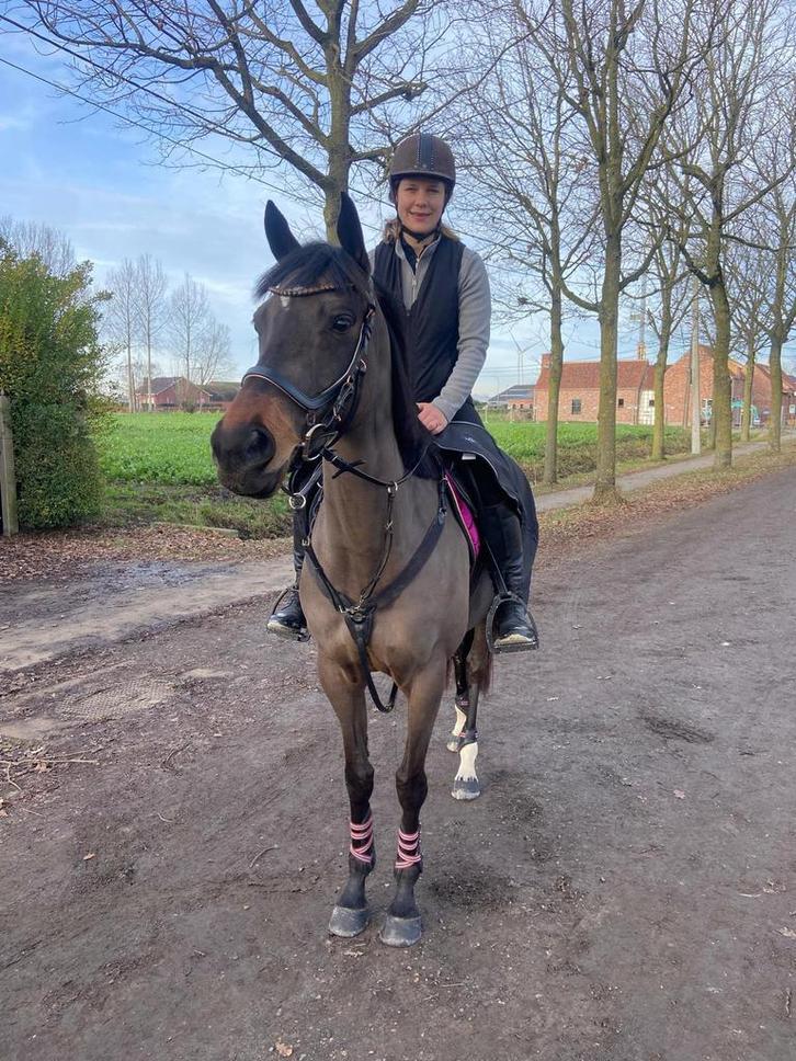 Halve stal gezocht, Dieren en Toebehoren, Paarden, Merrie, 7 tot 10 jaar, Recreatiepaard, Met stamboom, Gechipt, Ontwormd, Ingeënt