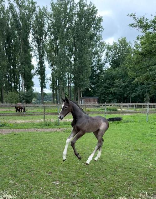 Uniek merrie veulen te koop, Dieren en Toebehoren, Paarden, Merrie, Onbeleerd, 0 tot 2 jaar, Springpaard, Met stamboom