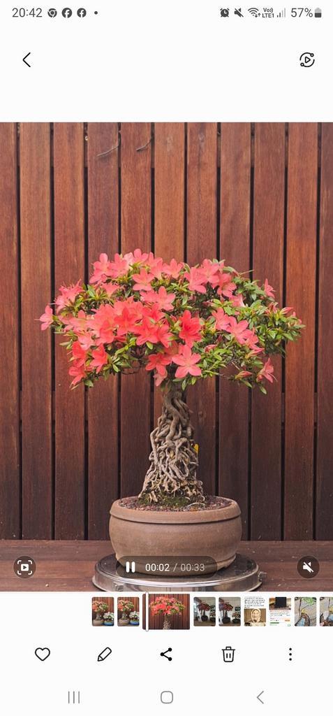 Prachtige bonsa Azalea met luchtwortels 25 jaar, Tuin en Terras, Planten | Bomen, Ophalen