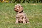 Chiots Cockapoo à vendre, 15 semaines à 1 an, Étranger, Parvovirose, Plusieurs animaux