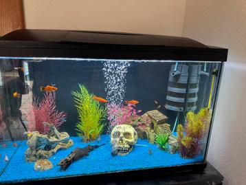 Aquarium te koop beschikbaar voor biedingen