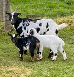 Chèvre naine avec chèvre et Mieke, Animaux & Accessoires, Moutons, Chèvres & Cochons, Chèvre, Plusieurs animaux, 0 à 2 ans