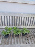 Kamerplant ( vetplant), Ophalen, Vetplant