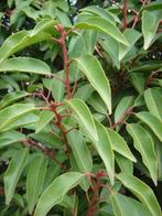 Prunus lusitanica angustifolia aan stuntprijzen!, Tuin en Terras, Ophalen, Beukenhaag