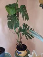 Monstera deliciosa 110 cm, Enlèvement