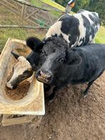 Dexter koe, Dieren en Toebehoren, Runderen, Vrouwelijk, 0 tot 2 jaar
