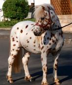 Nous recherchons une Appalossa Jument, Animaux & Accessoires, Poneys, Jument