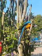Perroquet Ara, Animaux & Accessoires, Mâle, Perroquet