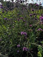 Verbena ijzerhard vaste tuinplant paarse bloemen, Overige soorten, Volle zon, Vaste plant, Ophalen of Verzenden
