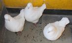 3 Witte Kingduiven TT Kwaliteit KOOPJE, Dieren en Toebehoren, Vogels | Duiven, Vrouwelijk, Overige soorten