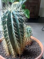 Cactus Stenocereus Griseus., Huis en Inrichting, Kamerplanten, Ophalen, Cactus, In pot, Minder dan 100 cm