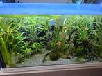 Aquarium 60x35x30 ingericht + blue lace en full red albino, Dieren en Toebehoren, Vissen | Aquariumvissen