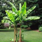Bananenbomen, Ophalen, Vaste plant, Volle zon