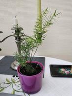 Asparagus sprengeri, kleine gezonde plant in paars sierpotje, Huis en Inrichting, Kamerplanten, Overige soorten, Minder dan 100 cm