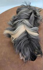 Peruvian kruising beertje, Dieren en Toebehoren, Knaagdieren, Cavia, Juni, Mannelijk, Tam